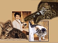 Bengal cat Jean Mill