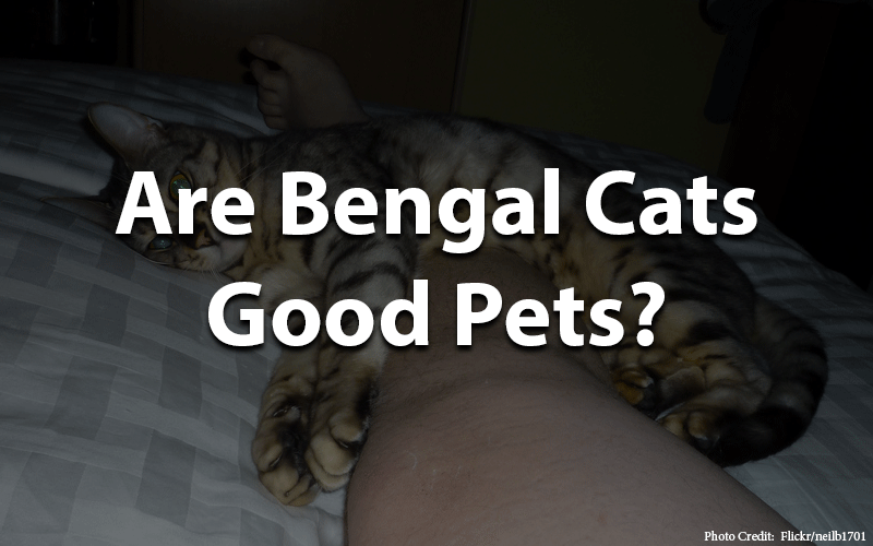 Are bengal cats good pets