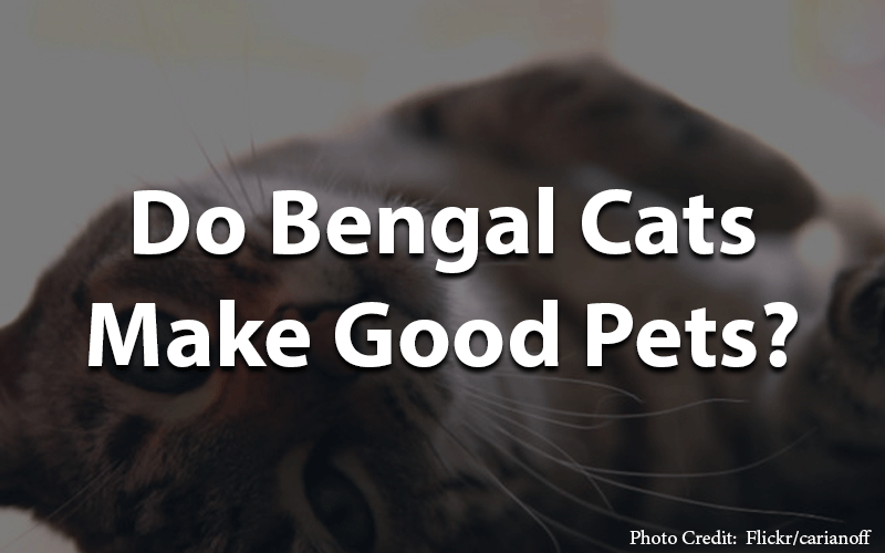 Do bengal cats make good pets