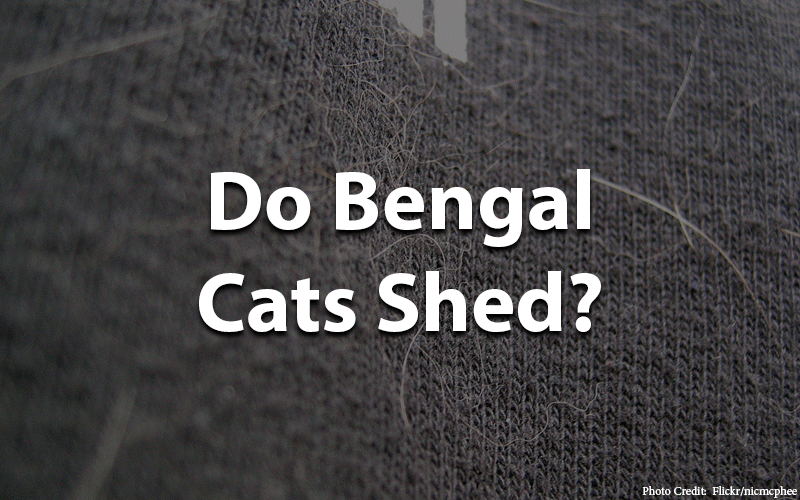 Do bengal cats shed