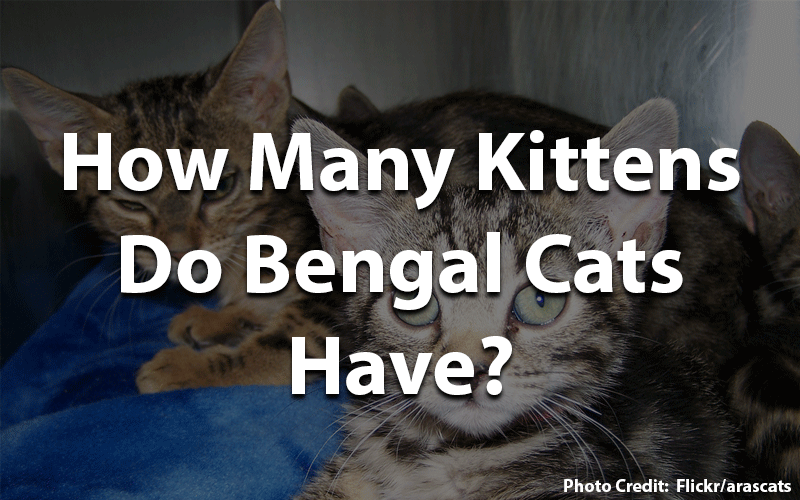 How many kittens do bengal cats have