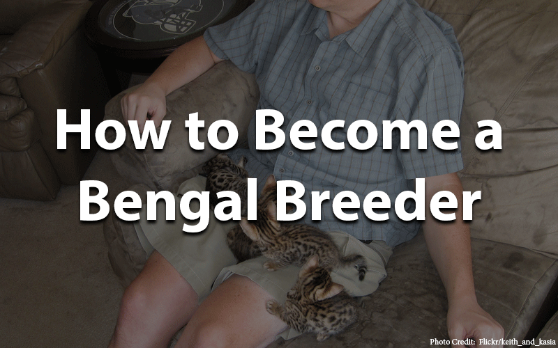 How to become a bengal breeder