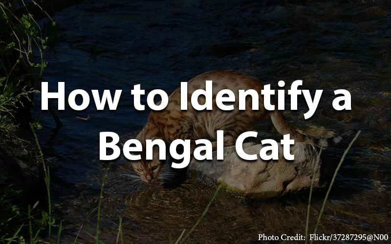 How to identify a bengal cat
