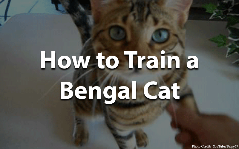 How to train a bengal cat
