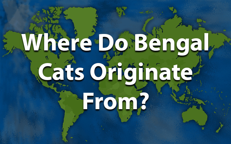 Where Do Bengal Cats Originate From? 