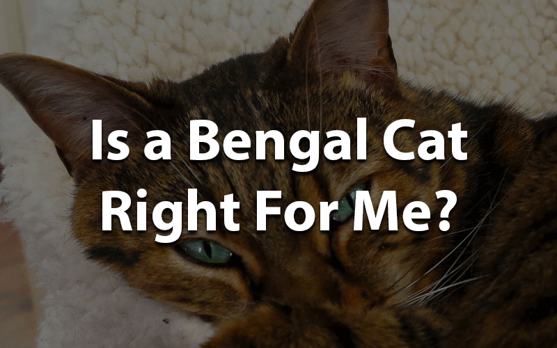 Is a bengal cat right for me