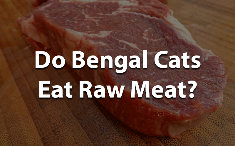 bengal cats eat raw meat