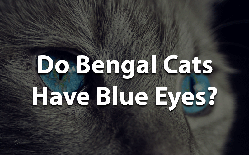 Do Bengal cats have blue eyes