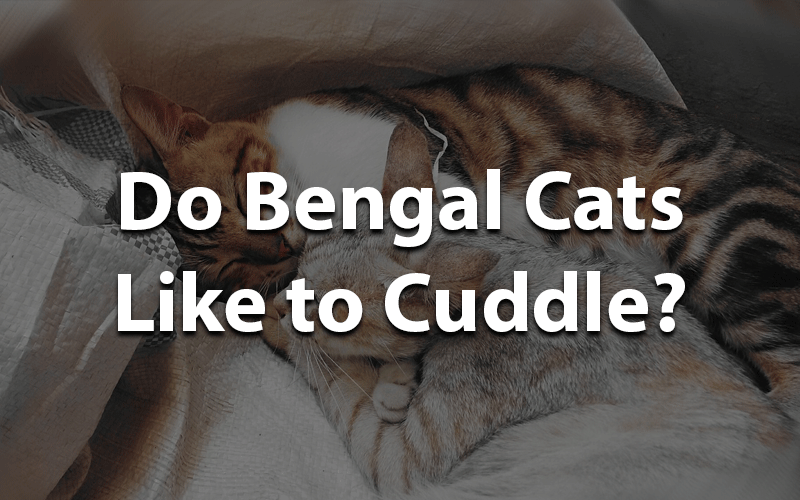 Do Bengal cats like to cuddle