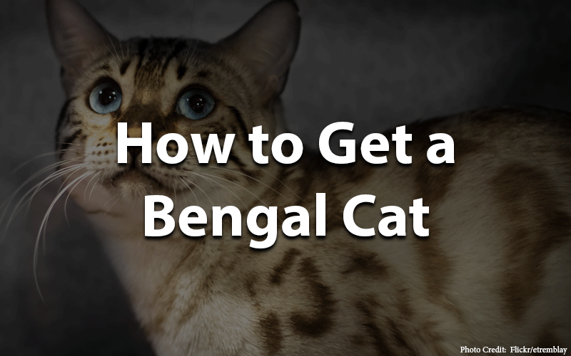 How to get a bengal cat