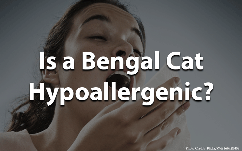 Is Bengal cat hypoallergenic