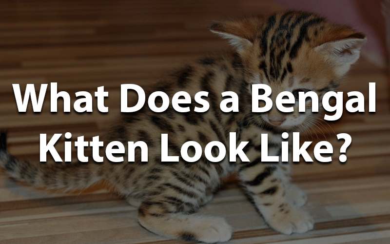 What does a bengal kitten look like