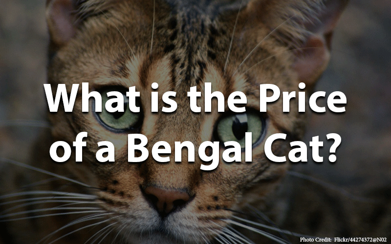 Price of Bengal cat