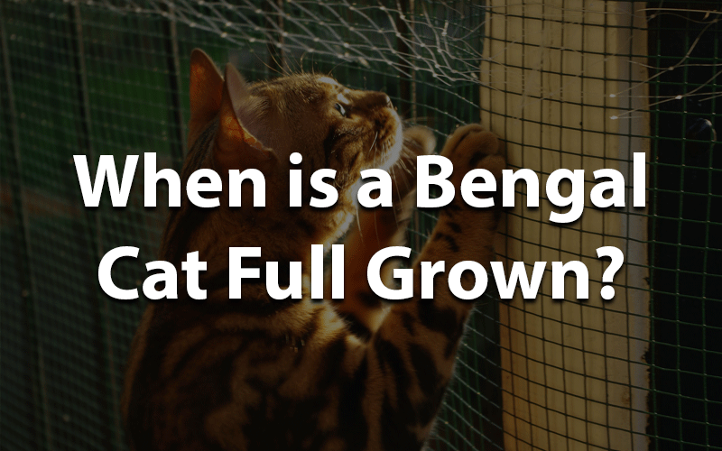When is Bengal cat full grown