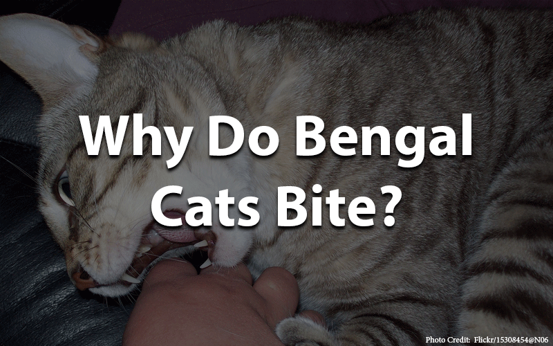 Why do bengal cats bite