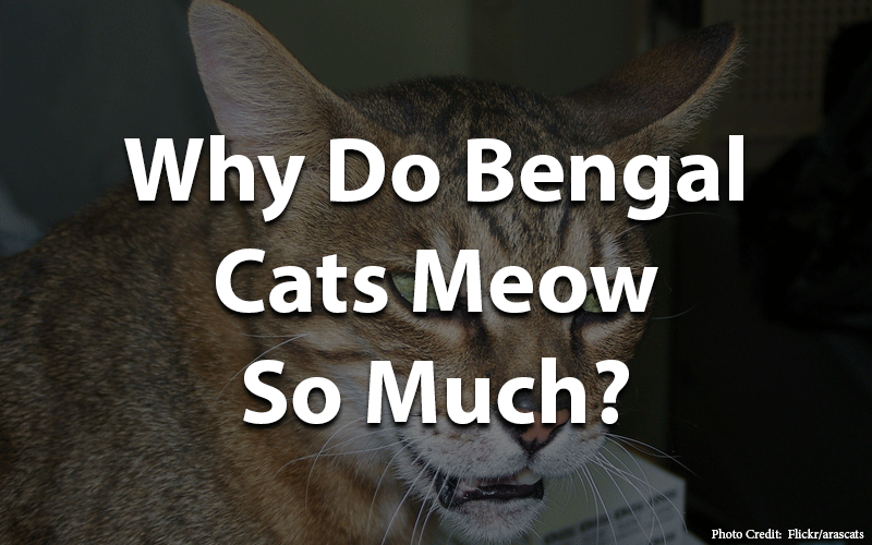 Why do bengal cats meow so much