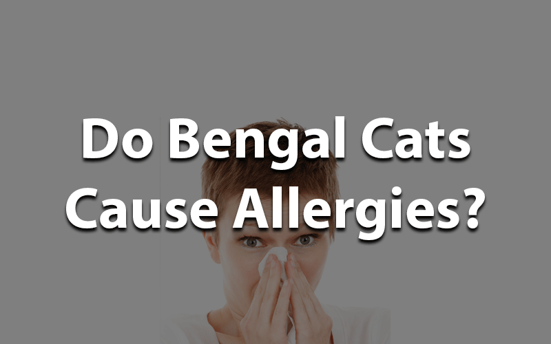 Do bengal cats cause allergies?