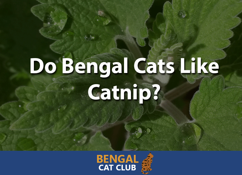 Do bengal cats like catnip
