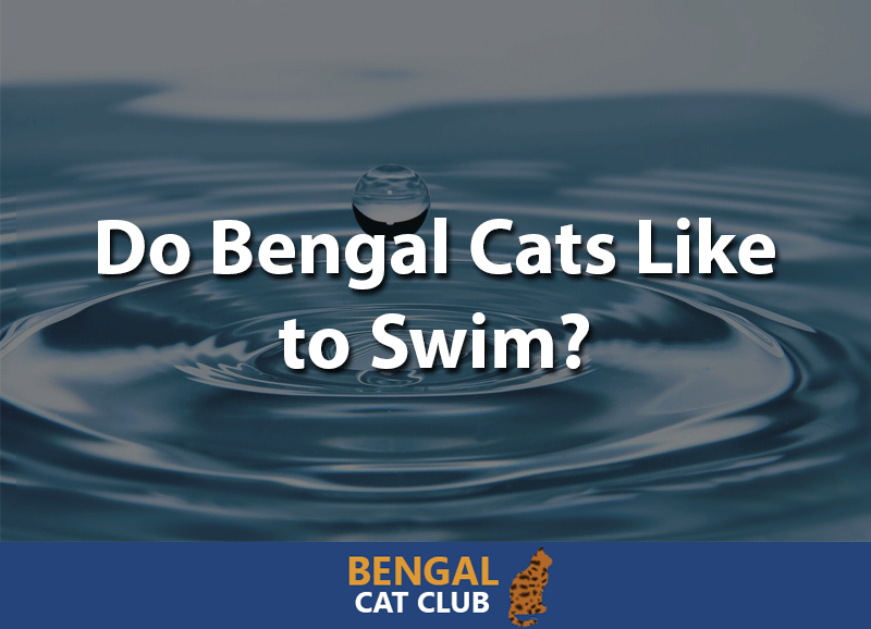 Do bengal cats like to swim