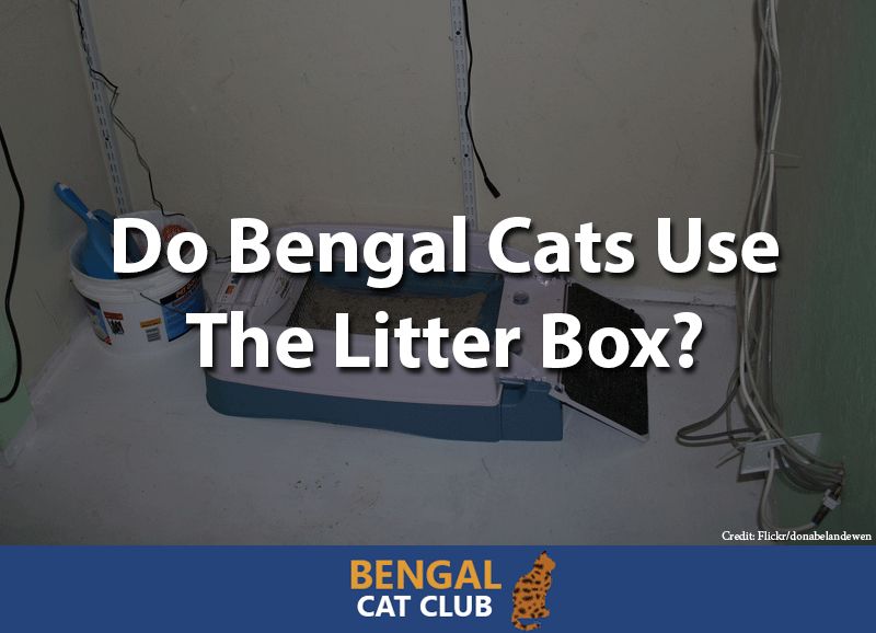 Do bengal cats use the litter box