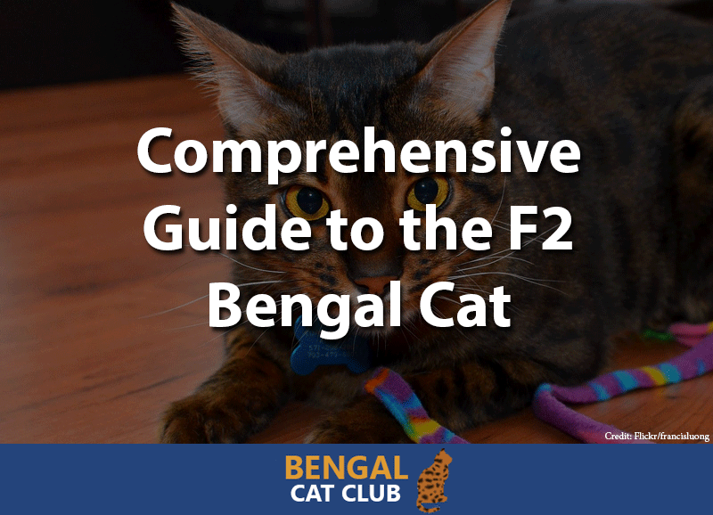 F2 Bengal Cat guide
