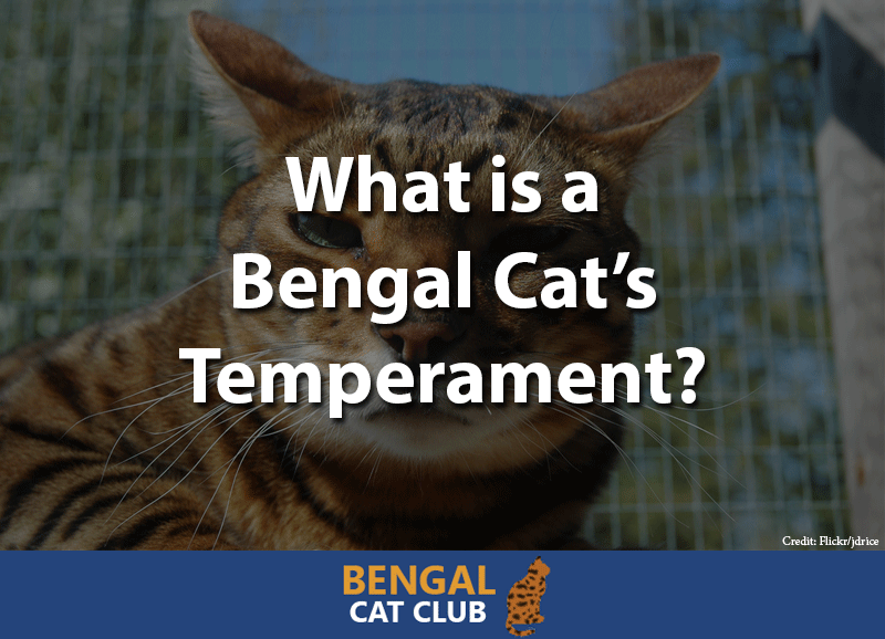 What is a Bengal Cats Temperament?