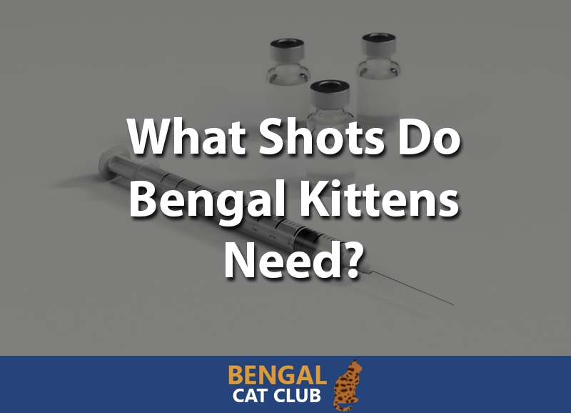 What shots do bengal kittens need