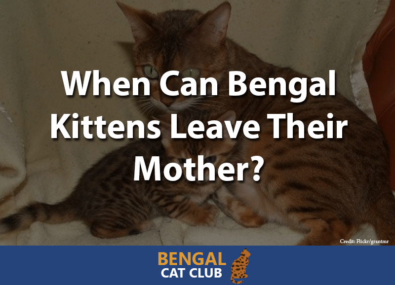 when can bengal kittens leave their mother