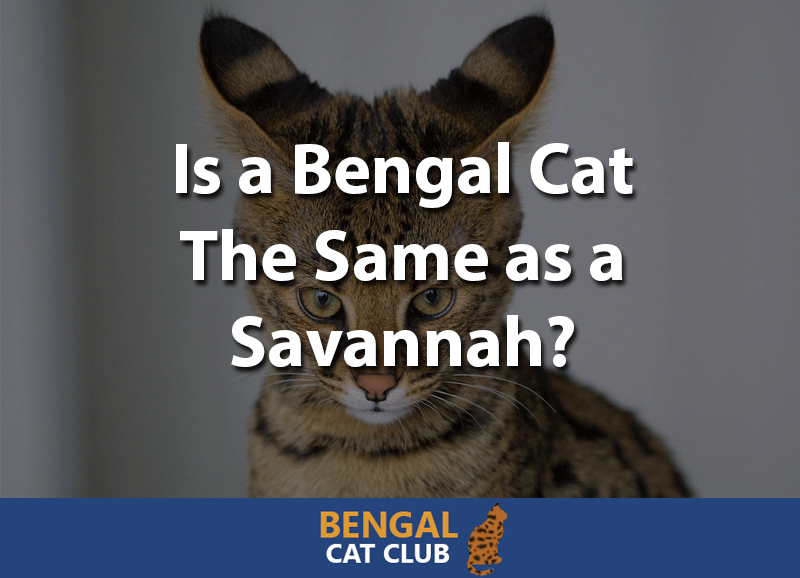 is a bengal cat the same as a savannah