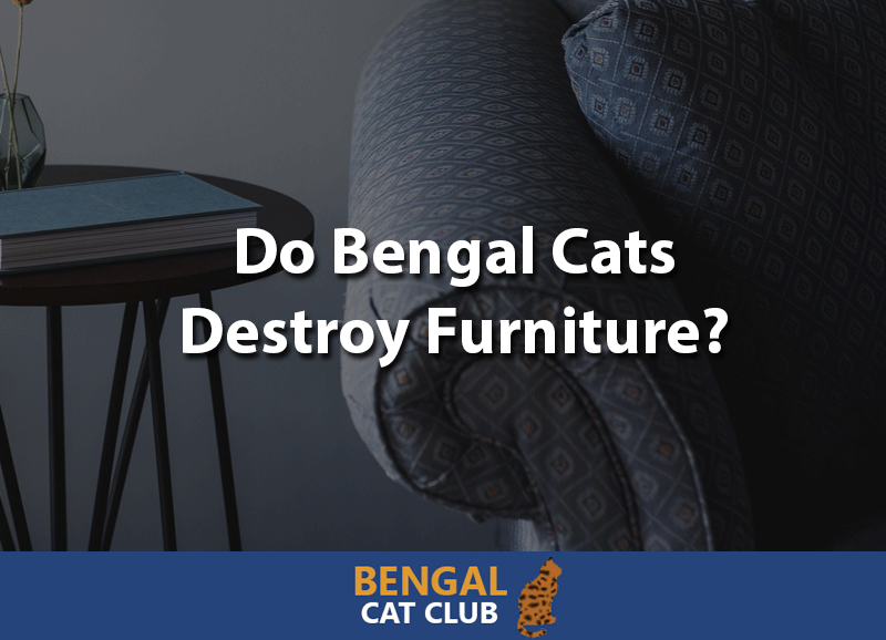 Do Bengal Cats Destroy Furniture?