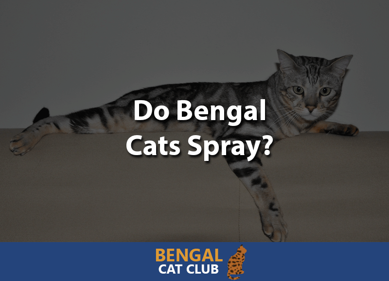 Do bengal cats spray