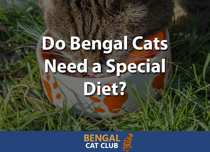 Do bengal cats need a special diet