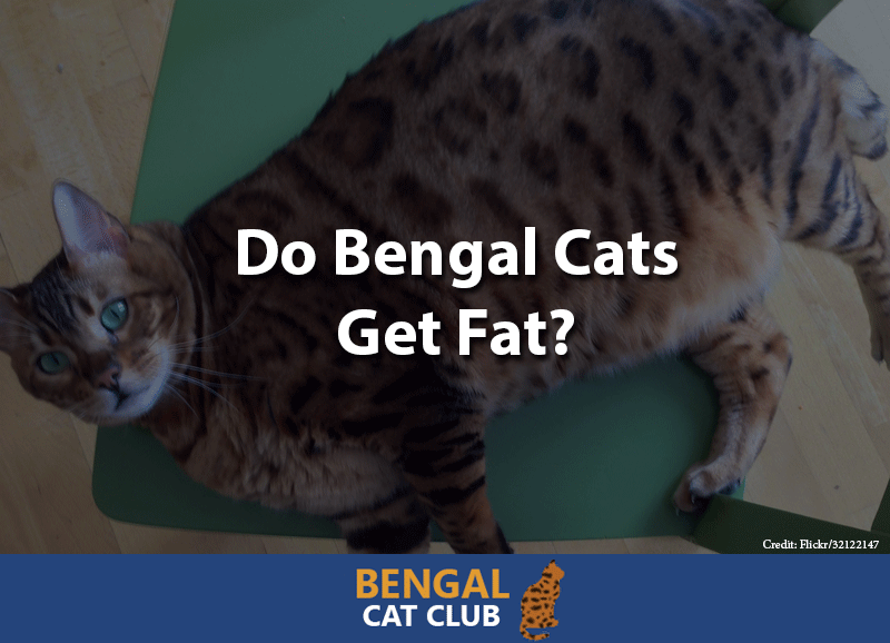 Do bengal cats get fat