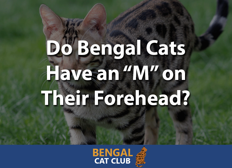 Do bengal cats have an M on forehead