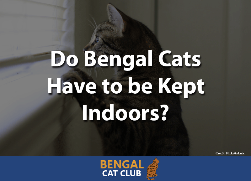 Do bengal cats have to be kept indoors