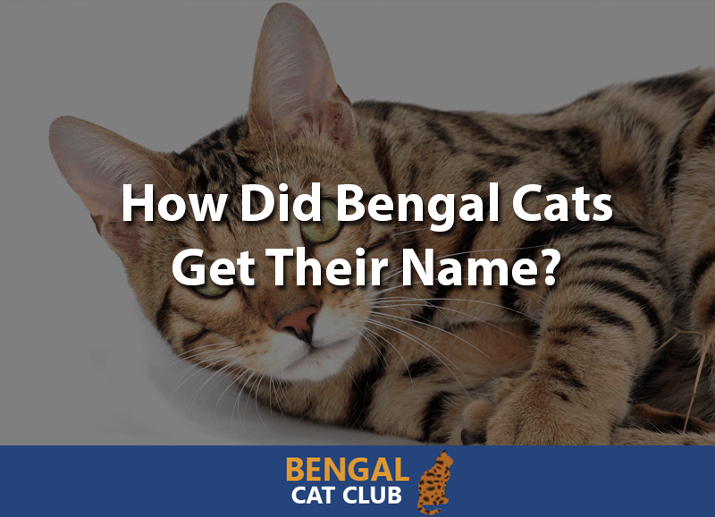 How did bengal cats get their name