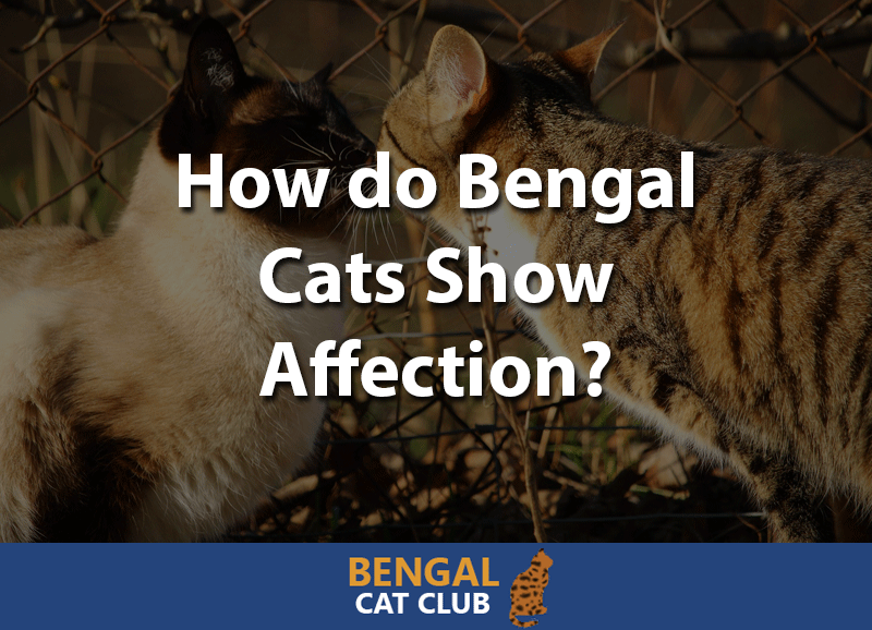 How do bengal cats show affection