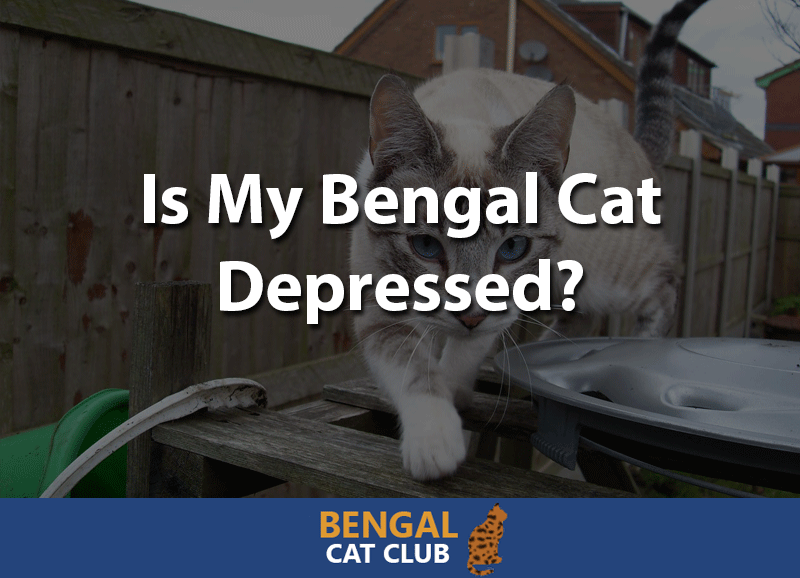 Is my bengal cat depressed?