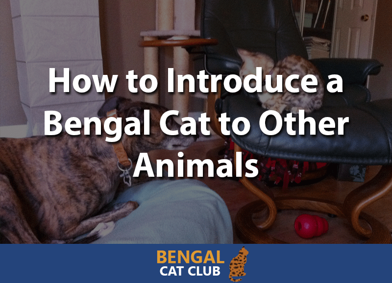 how to introduce a bengal cat to other animals
