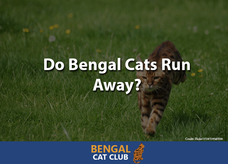 Do bengal cats run away