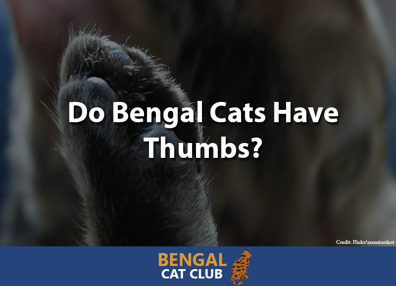 Do Bengal Cats Have Thumbs