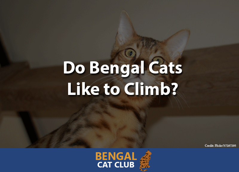 Do bengal cats like to climb