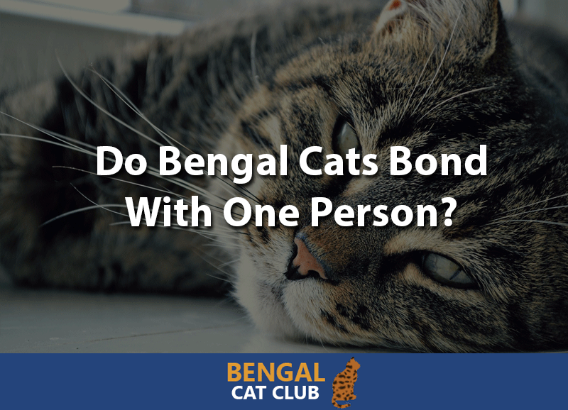 Do bengal cats bond with one person