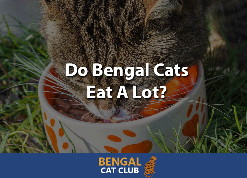 Do bengal cats eat a lot