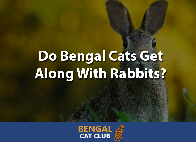 Do bengal cats get along with rabbits