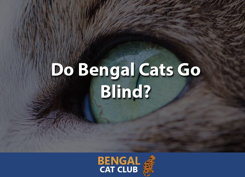 Do bengal cats go blind