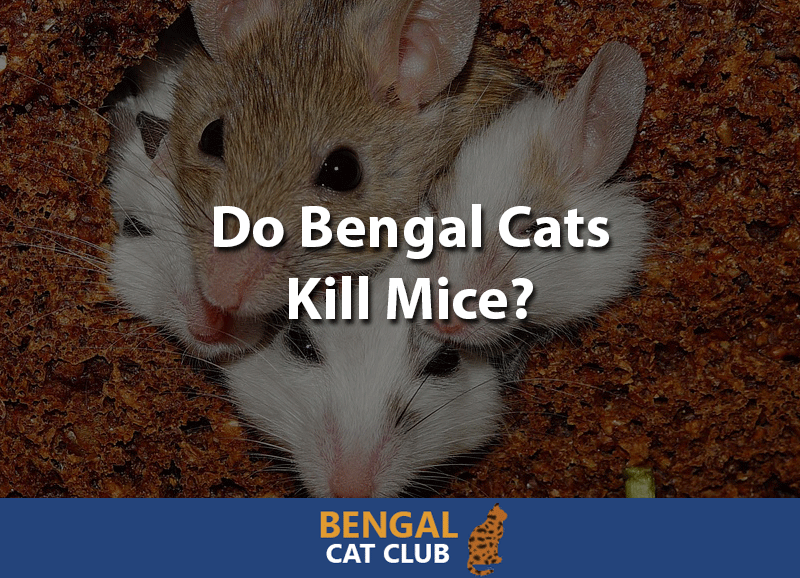 Do bengal cats kill mice