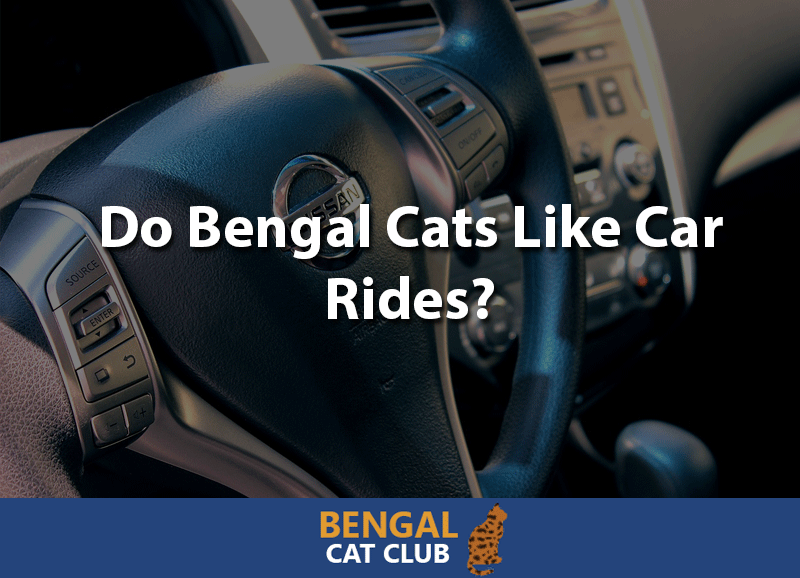 Do bengal cats like car rides