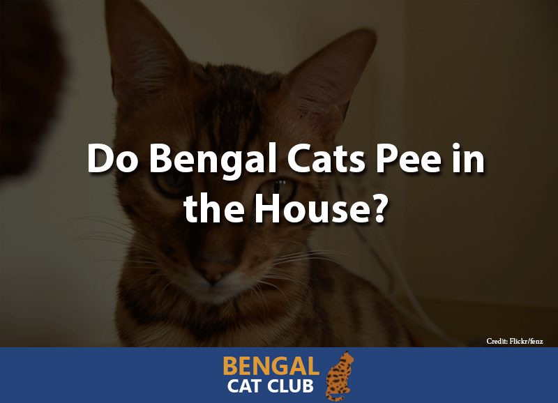 Do bengal cats pee in the house