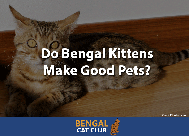 Do bengal kittens make good house pets